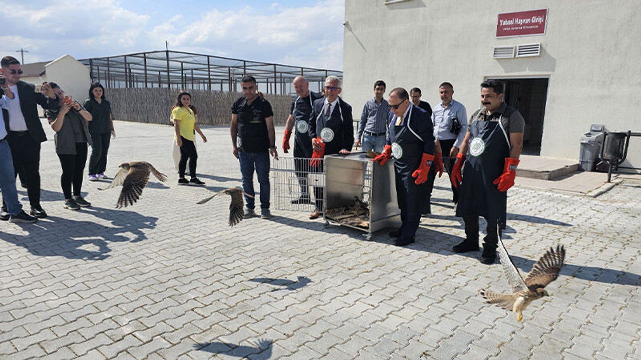 Afyonkarahisar'da tedavisi tamamlanan yırtıcı kuşlar doğaya bırakıldı