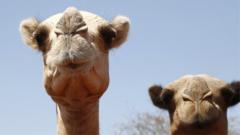 Afrika'daki aşırı sıcaklara develer bile dayanamıyor
