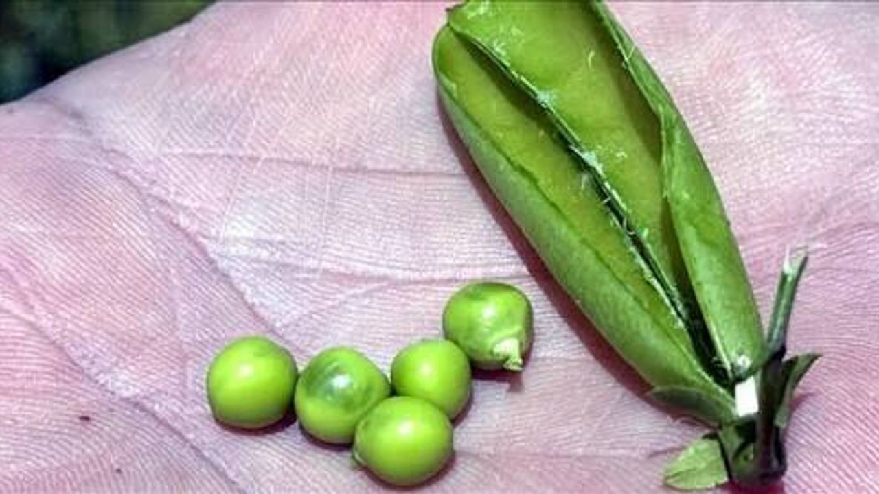 Kışlık bezelye hazırlamanın püf noktaları: Böyle saklayın